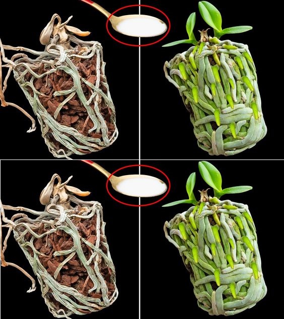 Една лъжица от това и орхидеята ви ще разцъфти с нови корени