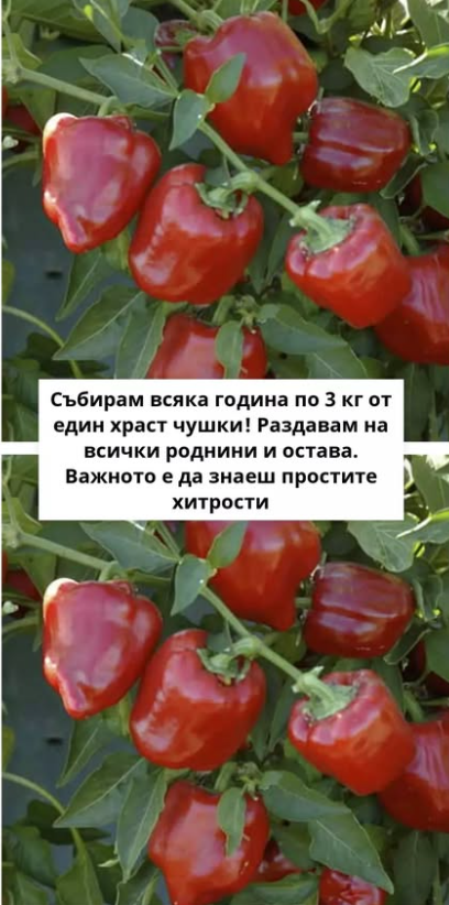 Събирам всяка година по 3 кг от един храст чушки! Раздавам на всички роднини и остава. Важното е да знаеш простите хитрости