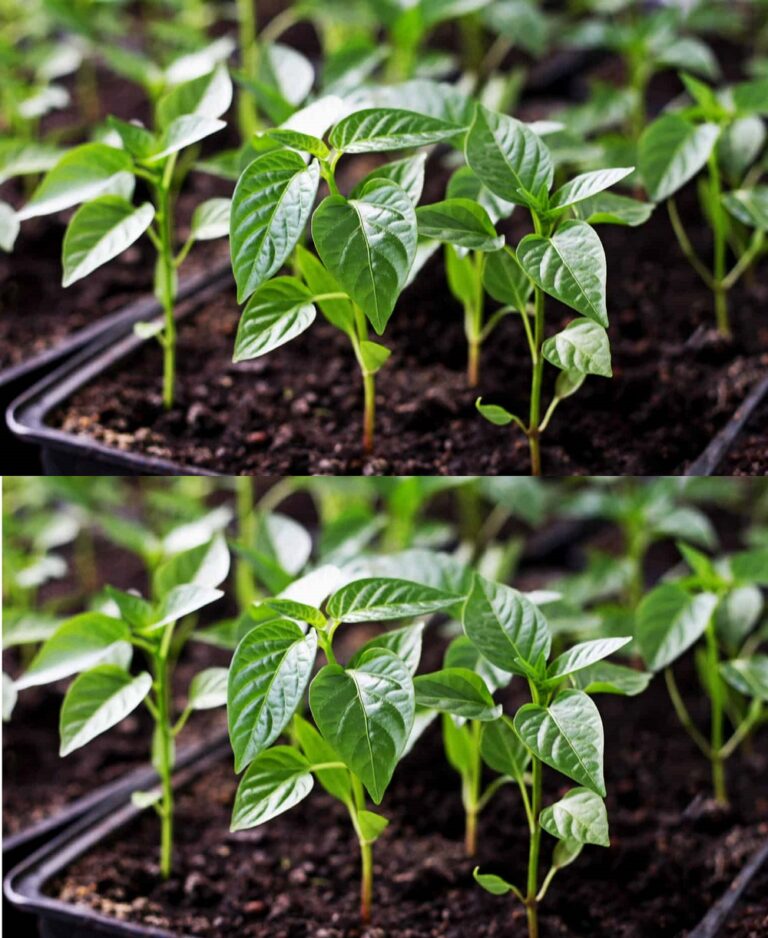 pepper-seedlings