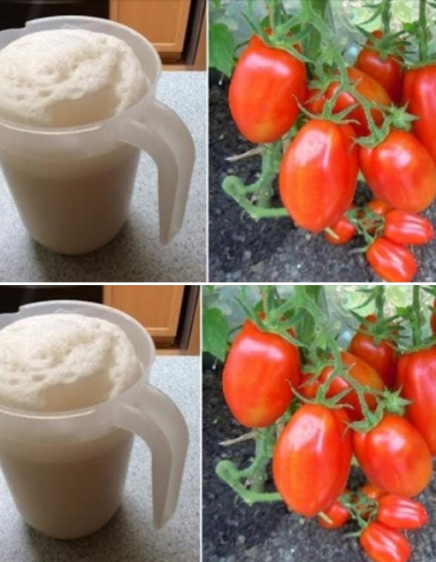 Краставиците подхранвам на 10 дни, доматите – на 15. Добивът стана двоен, а и не знам какво е това болест по растенията