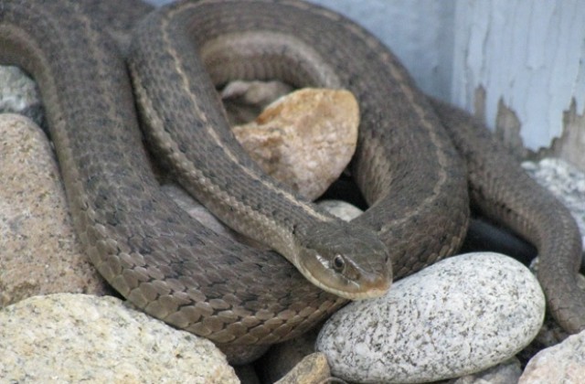 Ето защо змиите хапят хора: Никога не бихте предположили, а причината е доста страшна..