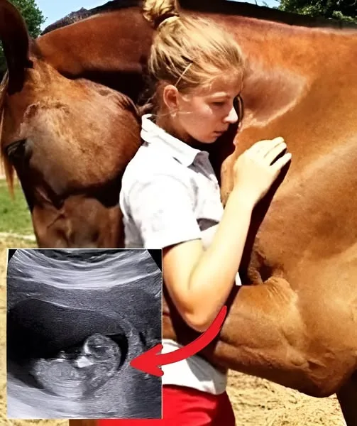 Конят продължаваше да прегръща бременната жена: когато лекарят погледна ехографията, той извика полицията