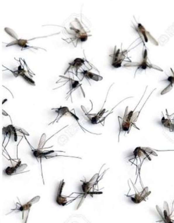 Само 1 пакетче ванилова захар и нямате нужда от репелент: Перфектният метод за омразните комари, действа по-добре от химия!