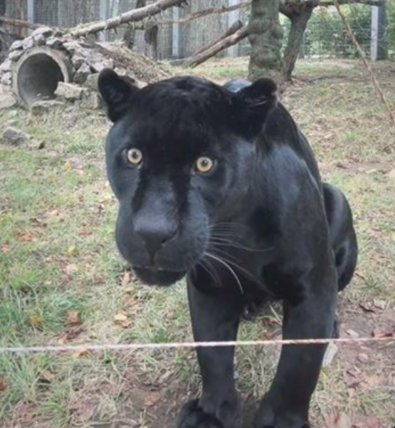 Откриха черната пантера