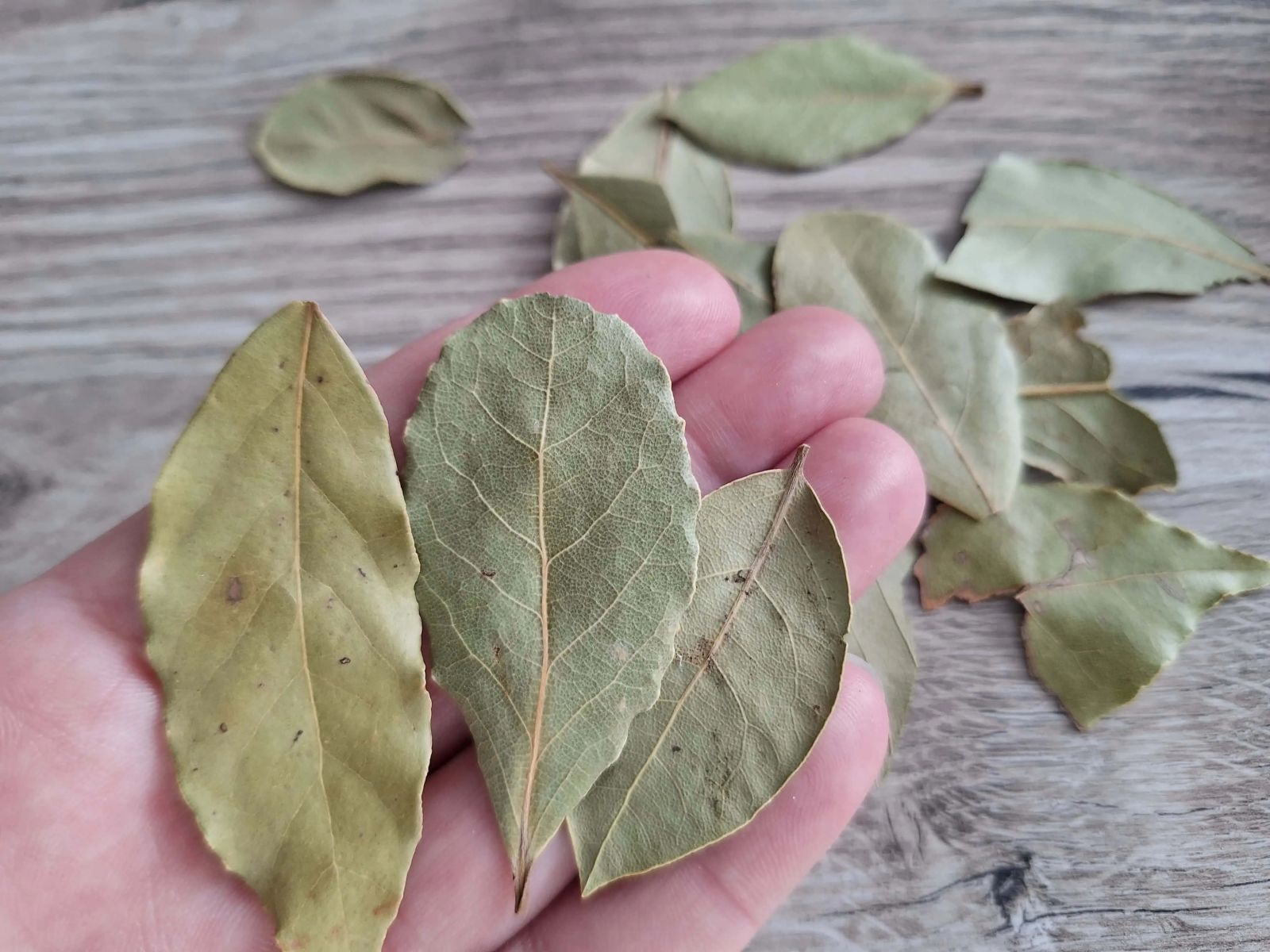 дафинов лист