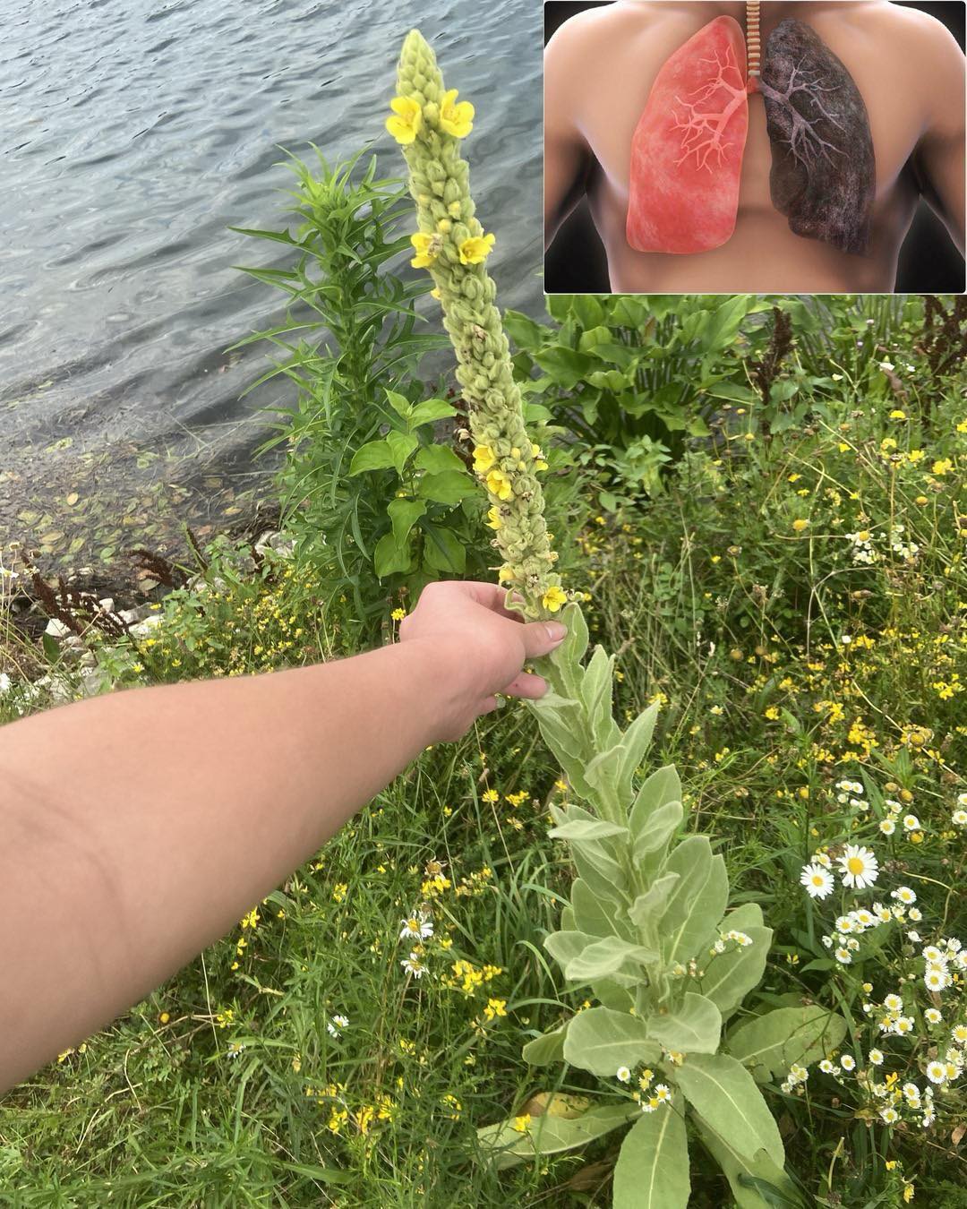 Виждате ли това растение, седите върху злато и дори не го знаете! Повечето хора не…