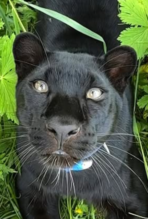 Извънредно! Пантерата от Шумен се оказа собственост на…