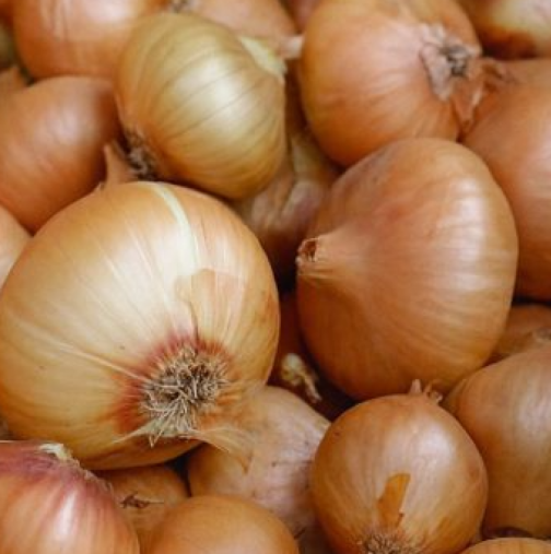 Лукът е ключът към прочистването на артериите и живота без болести. Как да го ядем правилно