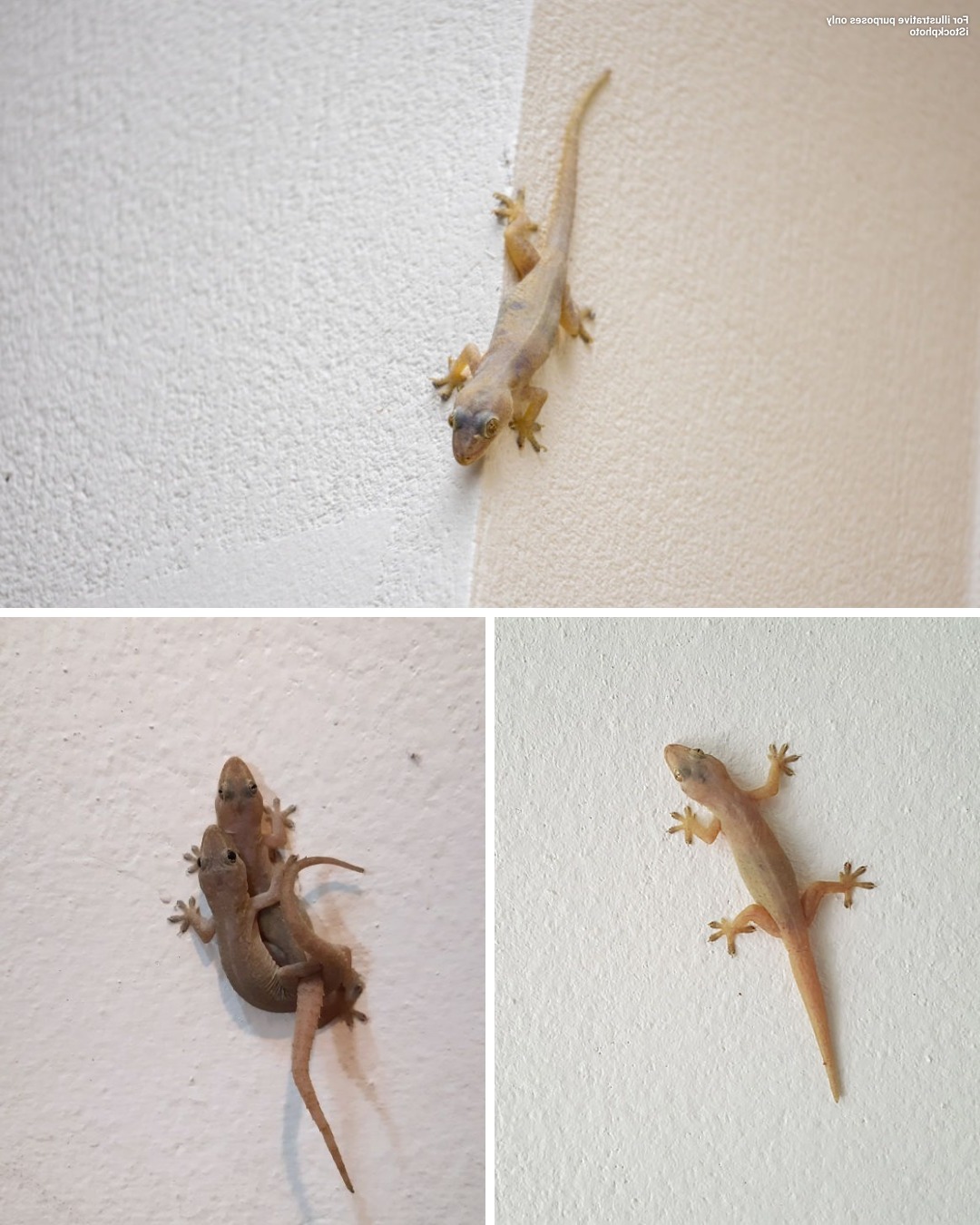 Знаете ли: Когато гущер посети дома ви, това е знак за…