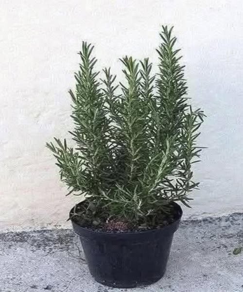 Пий чай от розмарин на празен стомах и повече няма да страдаш от…