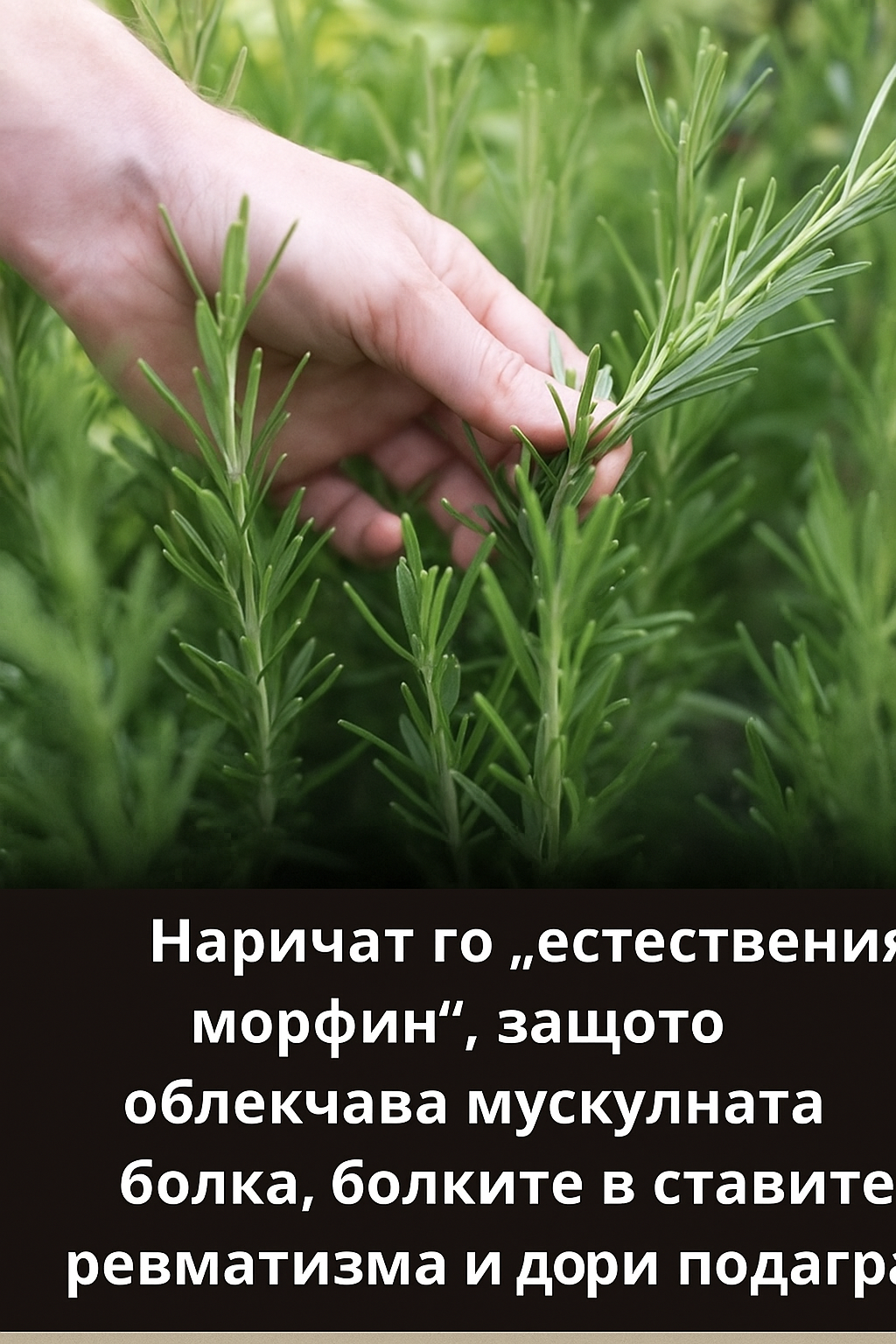 Най-мощното и лечебно растение, което хората често пренебрегват и дори не подозират за неговата сила, се нарича…