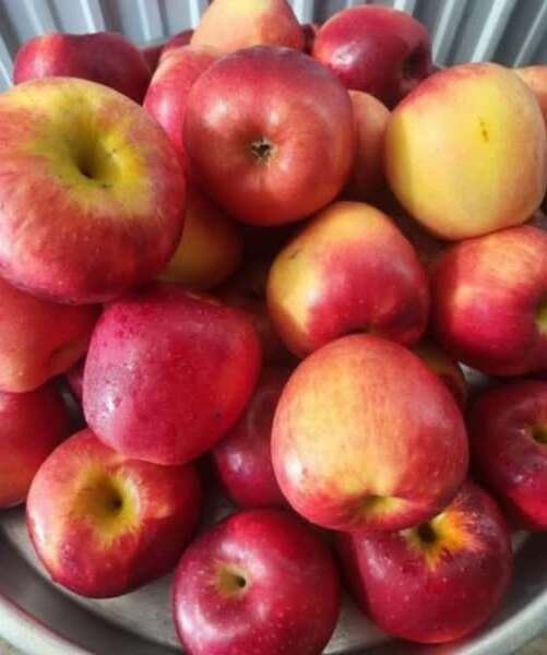 Учени откриха, че консумацията само на една ябълка всеки ден води до…