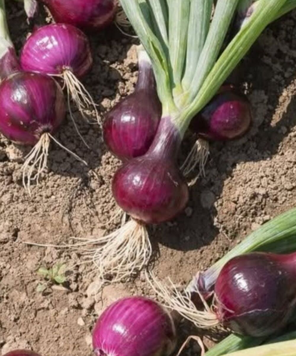 Лекари разкриват, че консумацията на лук може да доведе до…