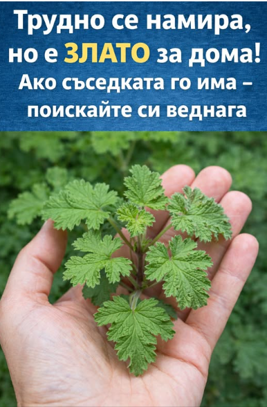 Трудно се намира, но е ЗЛАТО за дома! Ако съседката го има – поискайте си веднага