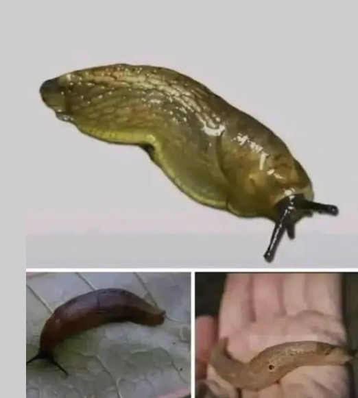 Знаеше ли, че когато ГОЛ ОХЛЮВ посети дома ти, това означава, че имаш… Виж повече 👇