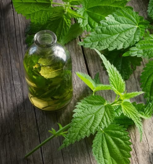 КОПРИВАТА В РАКИЯ е по-силна от всяко лекарство, казваше дядо ми: Запомни тази рецепта до края на живота си!