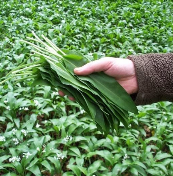 На пазарите всички търсят само това растение: Понижава холестерола и кръвното налягане, а билкар разкрива как да го използвате