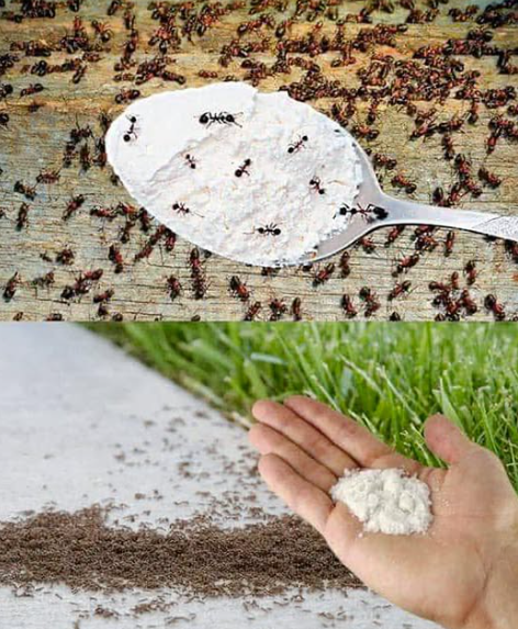 Огромни благодарности на прекрасния ми съсед, че сподели този безценен съвет! Лесен начин завинаги да се отървете от мравките в дома си!