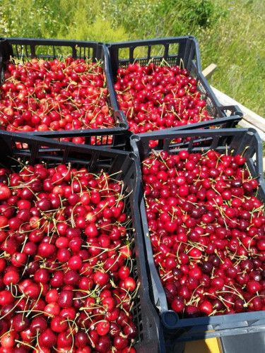 Първите череши на пазара надминаха агнешкото по скъпотия, ето колко струва килограмът: