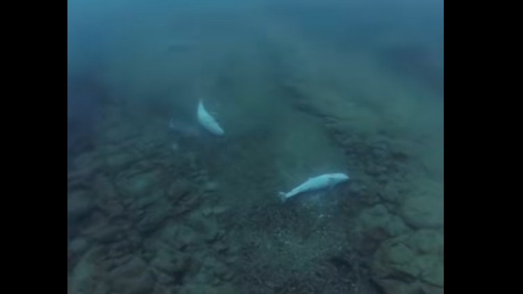 Извънредно: Нещо много страшно се случва в Черно море