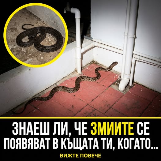 Знаеш ли , че ЗМИИТЕ се появяват в къщата ти, когато…