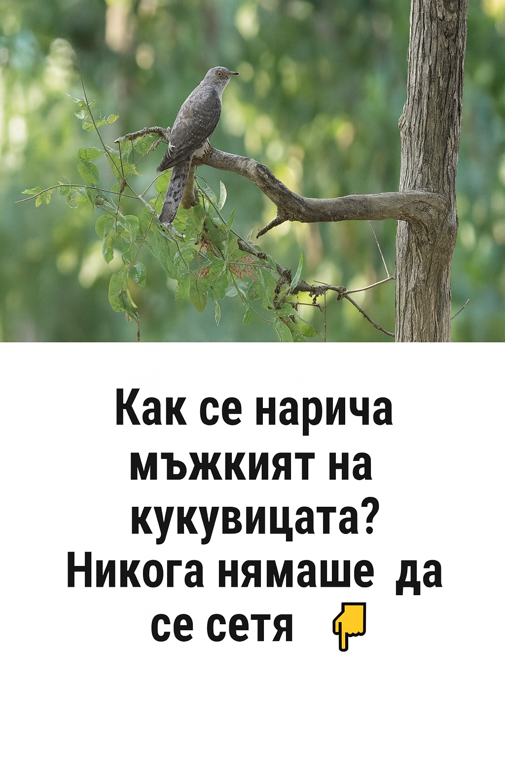 Как точно се нарича мъжкият на кукувицата? Никога нямаше да се сетя.